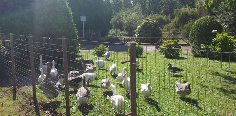 El Parque de Isabel la Católica, joya del esparcimiento gijonés