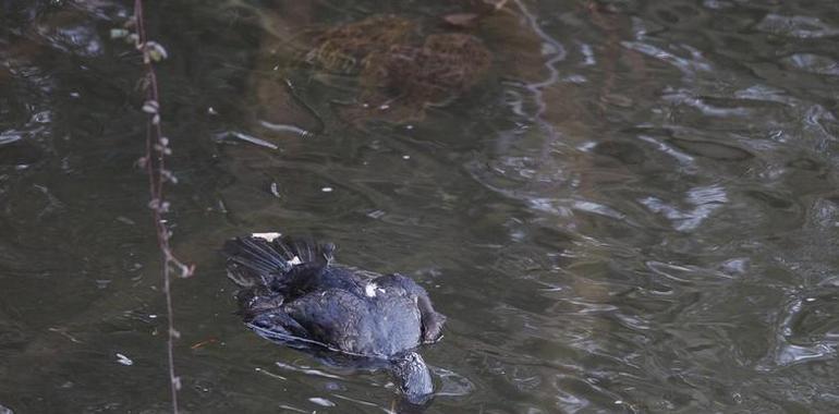 Ecologistas de Asturias denuncia la matanza de cormoranes en los ríos asturianos