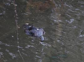 Ecologistas de Asturias denuncia la matanza de cormoranes en los ríos asturianos