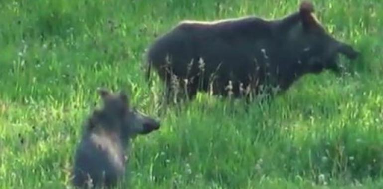 El Principado asegura que los daños por fauna salvaje han descendido