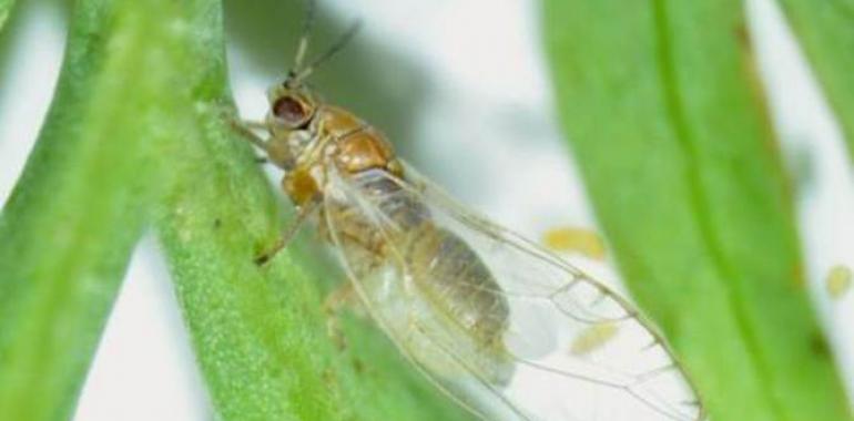 La patata europea, a salvo por ahora de la bacteria que la ataca en América y Nueva Zelanda