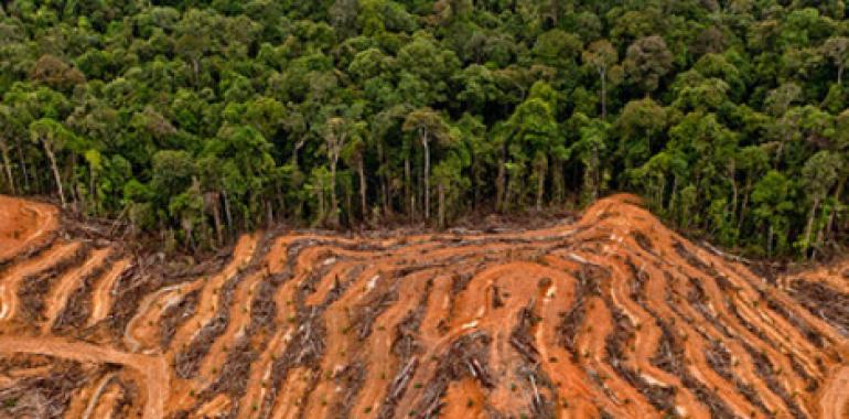 El Parlamento Europeo acusa al aceite de palma de deforestar el planeta