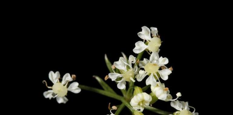 UniOvi desarrolla un proyecto para conservar un género de plantas que crecen en Somiedo y Cazorla