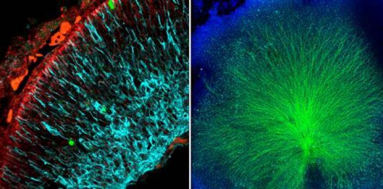 Descubren un nuevo mecanismo que regula la generación de nuevas neuronas modulando el metabolismo