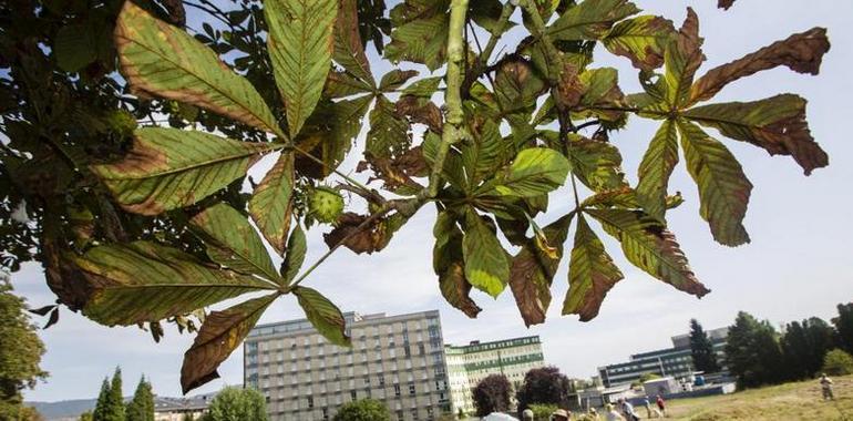 La Plataforma SOS Viejo Hospital organiza la segunda sextaferia en el parque Truébano