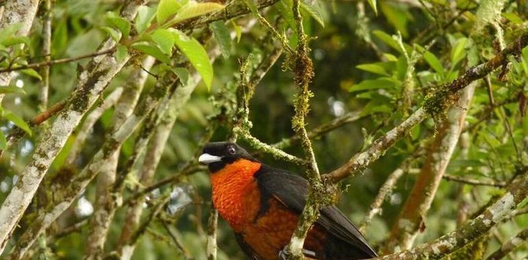 #UniOvi alerta sobre la extinción de especies de mayor tamaño en los bosques