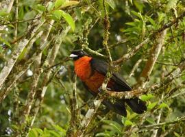 #UniOvi alerta sobre la extinción de especies de mayor tamaño en los bosques