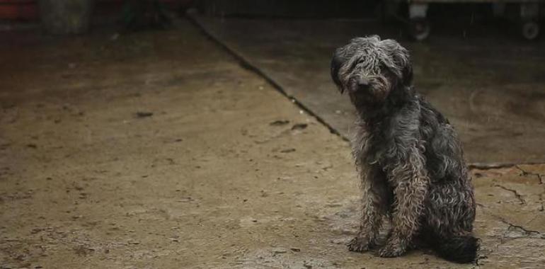 Más de 137.000 perros y gatos abandonados en España en un año