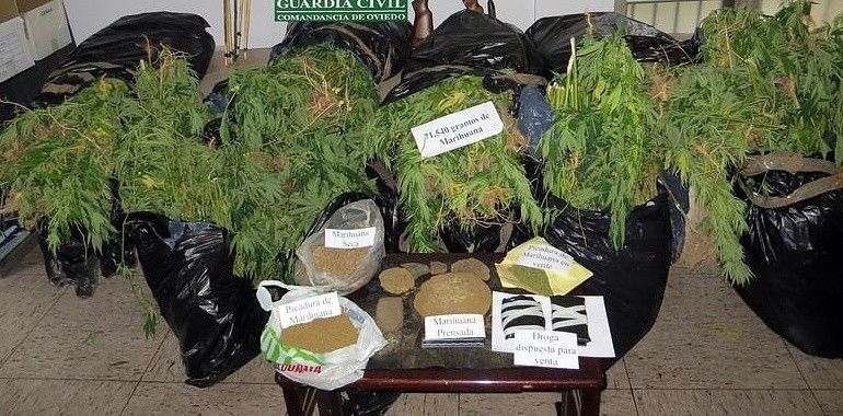 La Guardia Civil incauta más de 1.450 plantas de cannabis en lo que va de año