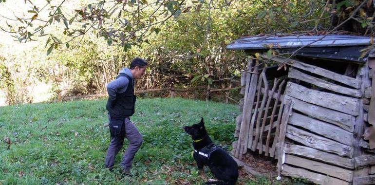 La Guardia Civil de Oviedo intensifica la búsqueda de veneno en el medio natural