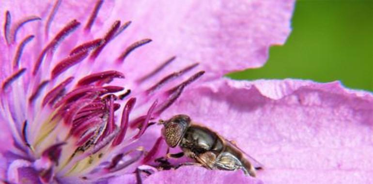 Sistema detector de pesticidas puede ayudar a las abejas en extinción