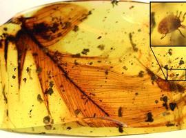 105 millones de años de la escuela de ligue insectil