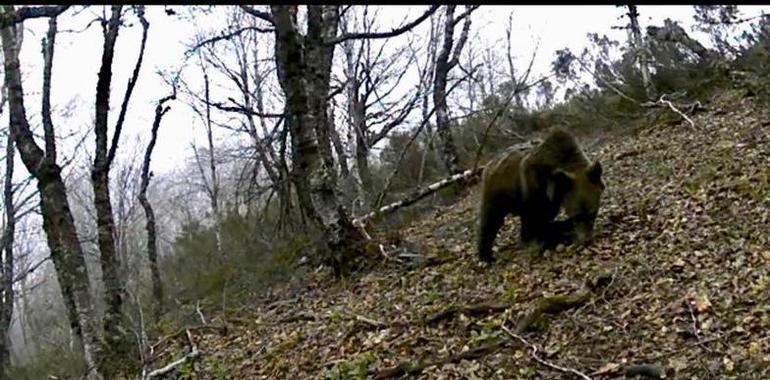 El oso Beato se adapta plenamente a la vida en libertad