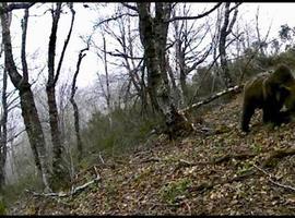 El oso Beato se adapta plenamente a la vida en libertad