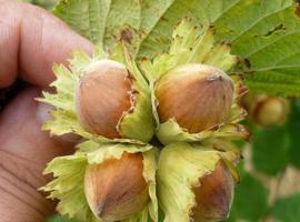 Asturias en la investigación internacional para la competitividad del cultivo ecológico  