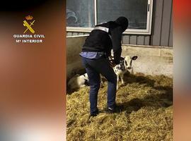 La Guardia Civil desarticula una red de falsificadores cuatreros 