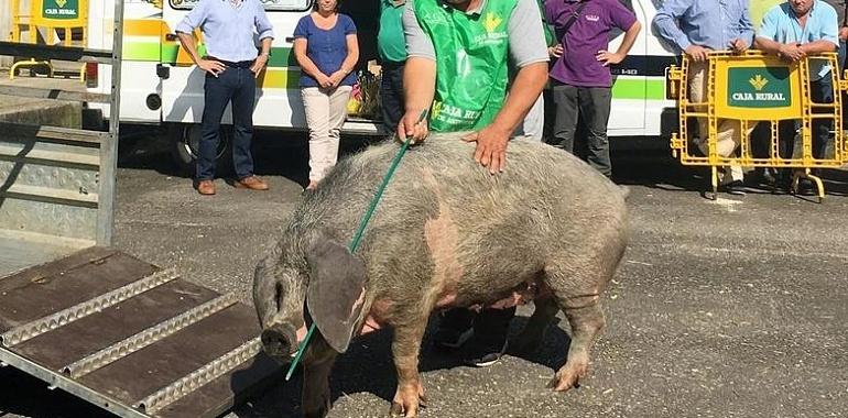 Asturias destina 1,2 millones a ayudas para  razas de ganado autóctonas