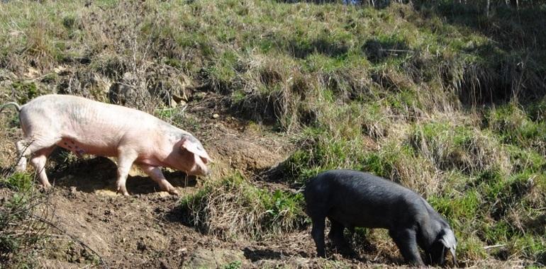 El gochu asturcelta entra en el baremo de dañados por fauna salvaje