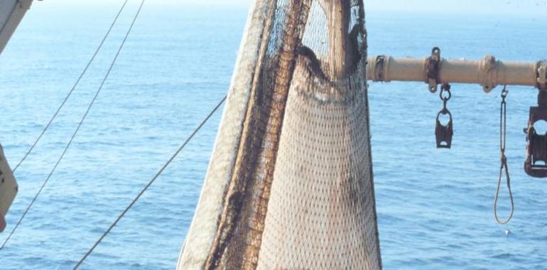 TSJA avala la campaña de arranque de ocle frente al recurso de Lastres 