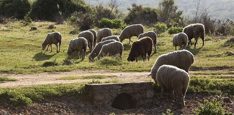 La concienciación medioambiental debe incluir también al ganado en el medio rural