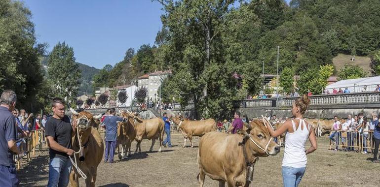 Medio millar de reses para la feria ganadera de San Martín