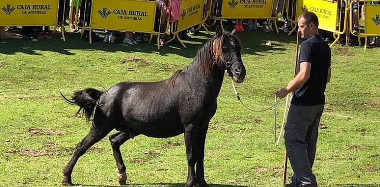 Podemos exige incluir el asturcón en el catálogo de razas de ganado español