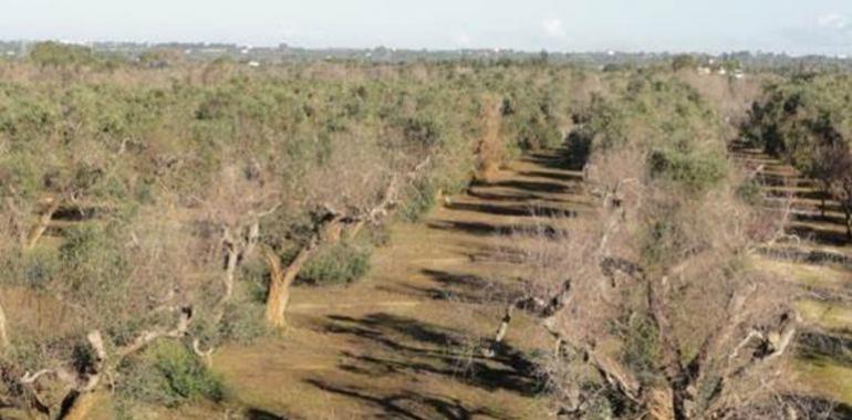 El CSIC y el sector del olivar aúnan fuerzas para luchar contra la bacteria ‘Xylella fastidiosa’