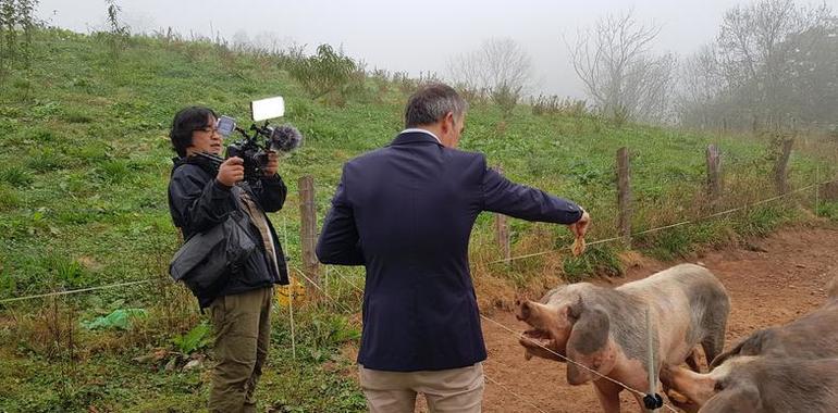 El gochu asturcelta estrella en Corea del Sur