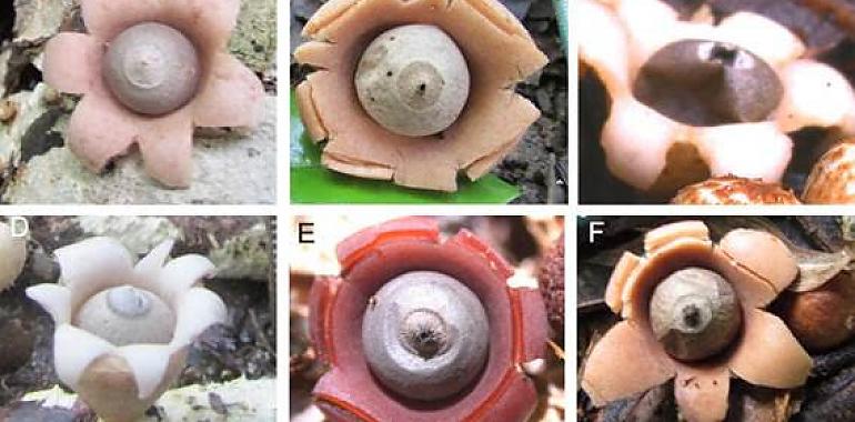 Descubiertas seis nuevas especies de ‘estrellas de la tierra’