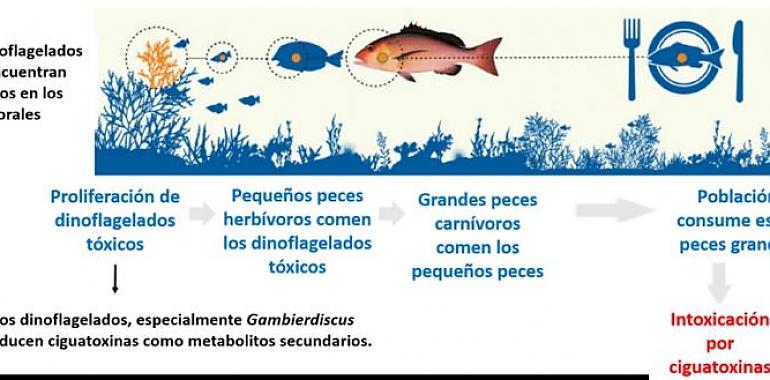 UniOvi avanza en el desarrollo de un test para la detección de toxinas alimentarias en pescado