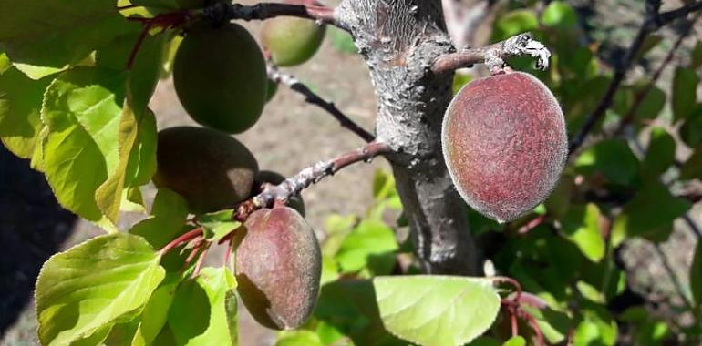 Frutales y almendro son los más afectados por heladas y los pedriscos