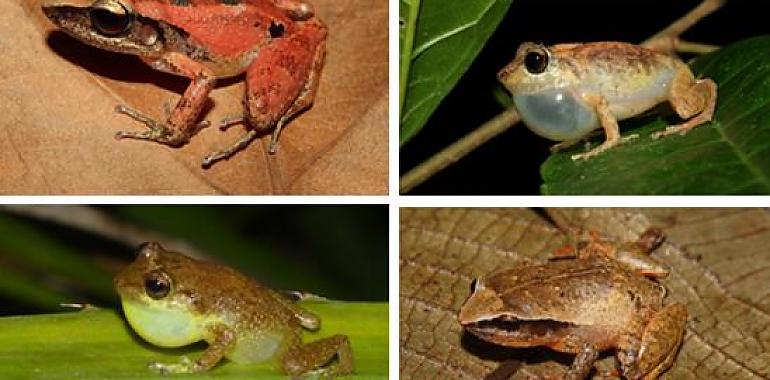 Ranas que habitan en islas distantes se han adaptado a un mismo ambiente de forma similar