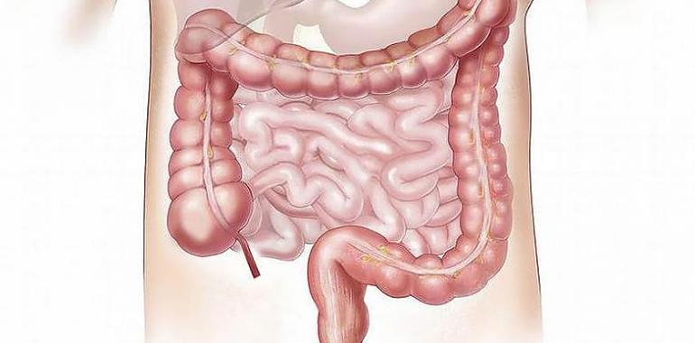 Un proyecto coordinado por CSIC identifica bacterias intestinales para combatir la obesidad y el estrés