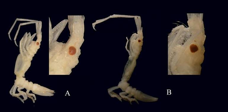 Descubren un nuevo crustáceo en la mar de Asturias