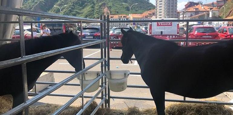 El caballu Asturcón y la ovella xalda, de 