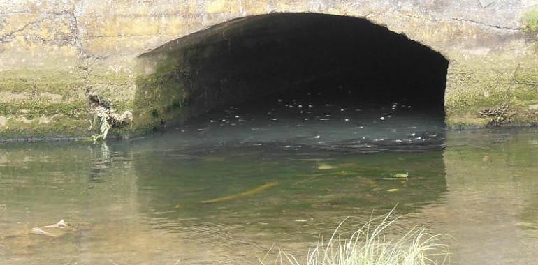 La EMA descarta vertidos irregulares al Piles tras la denuncia ecologista