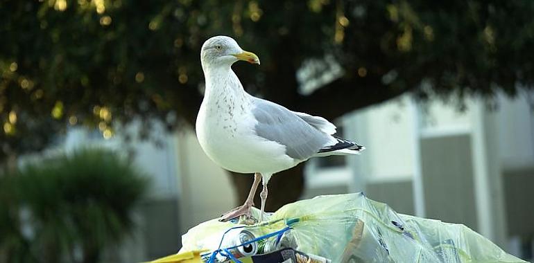 Avilés destina 57.033 euros al control de gaviotas y estorninos