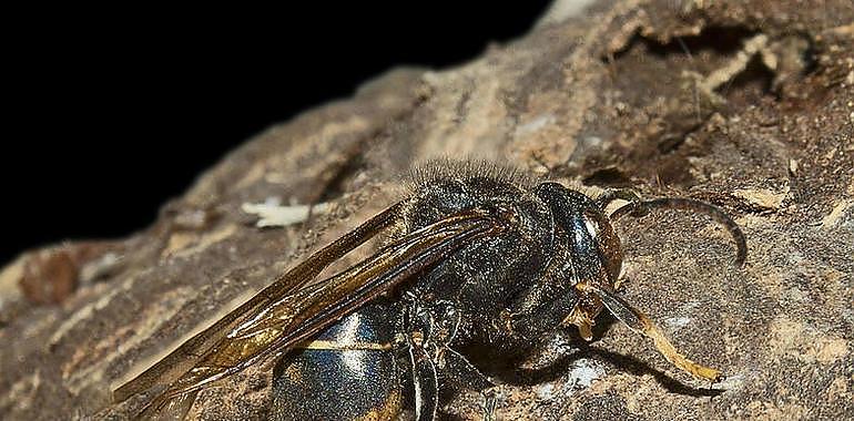 ¿Cómo alertar de un nido de avispa asiática o de una plaga de insectos?