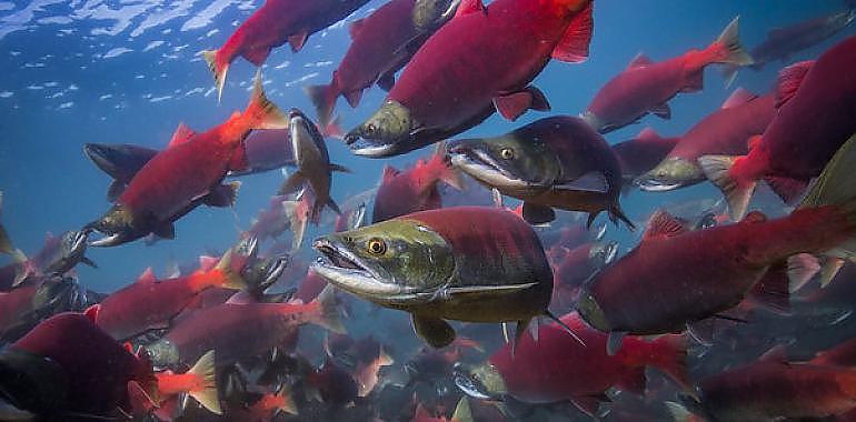 Foro reclama más vigilancia al SEPRONA y al Principado contra los furtivos de los ríos salmoneros asturianos