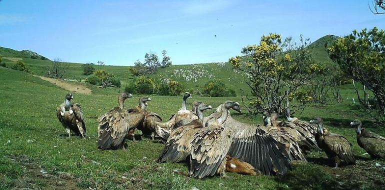 Investigadores de #UniOvi piden seguimiento de carroña para garantizar la biodiversidad