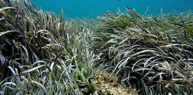 La PYME asturiana NEOALGAE liderará el proyecto LIFE de la Unión Europea