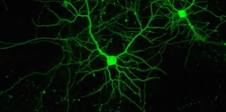 Luz para estudiar y tratar tumores y lesiones cerebrales