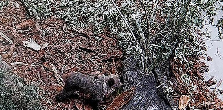 La osezna Saba será trasladada al monte leonés de Valsemana