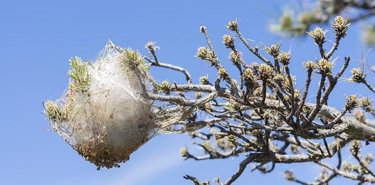 La procesionaria puede afectar a la totalidad de los bosques de pinos españoles