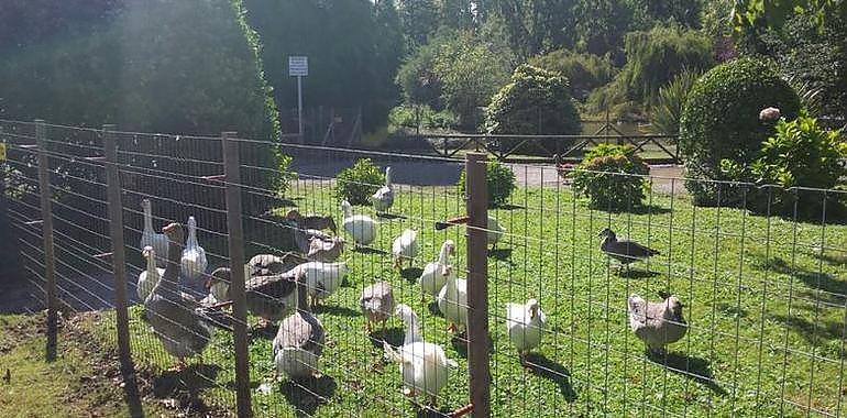 La falta de oxígeno causa la muerte de cientos de peces en el parque Isabel La Católica 