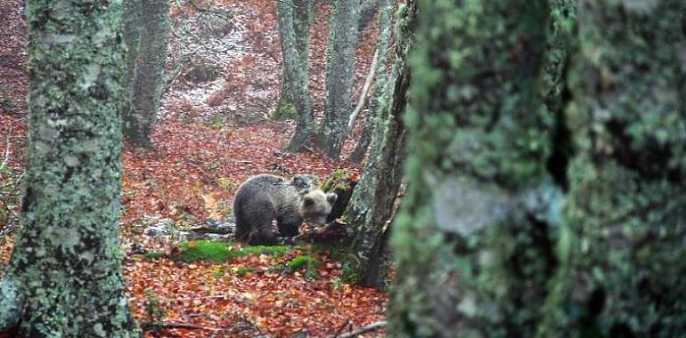 Saba, la esbarda rescatada en Proaza, liberada con éxito en Picos de Europa