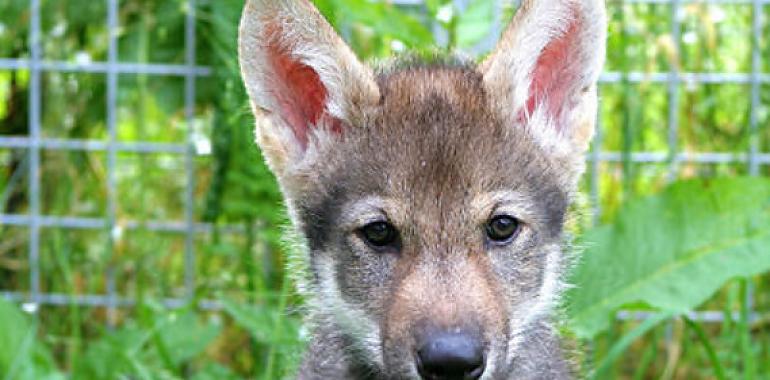 Los lobos también te entienden, como los perros