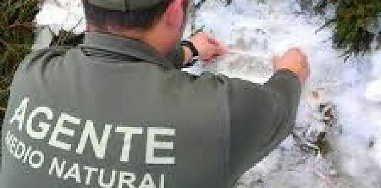 La Guardería recoge dos cadáveres de lobos en una carretera de Riosa