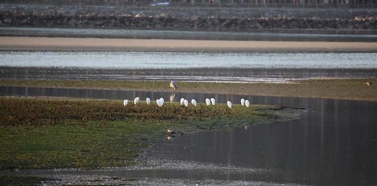 Villaviciosa sigue cerrada al marisqueo, denuncia la Coordinadora Ecoloxista d’Asturies