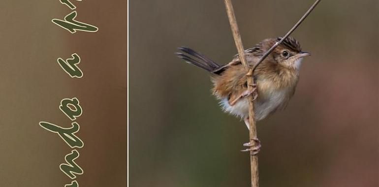 El Manglar inaugura la exposición fotográfica “Aves: un mundo a proteger”